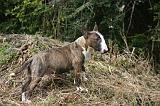 BULL TERRIER MINIATURE 266